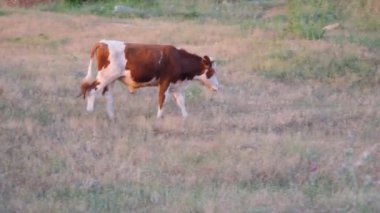 Sığırlar, otlaklar yeşil çimlerde