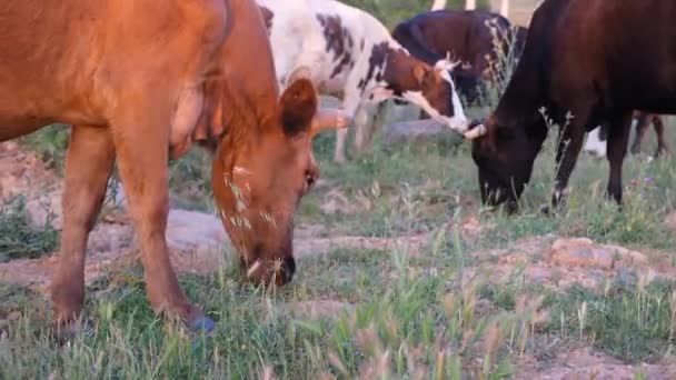 牧場で牛やオレンジや黒牛を放牧し — ストック動画