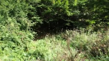 Hava yabani otlar ve orman içinde