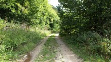 Hava kirli orman yolu ve traktör izleri.