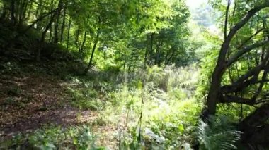 Ormanın güneş ışığı, ormanın içinde güneş ışığı ve doğa alanı.