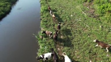 Otlayan sığırlar, derenin yakınında otlayan havadan sığırlar.