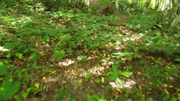 空中森林植被和各种植物 — 图库视频影像