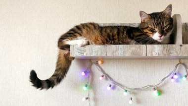 Arka planda bej bir duvar kağıdının çelengi olan bir rafta sert kedi inekleri..