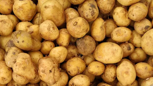 Genç patatesler yakın plan, patates arkaplanı, süpermarkette yıkanmamış kirli patatesler, arka plan için patatesler.