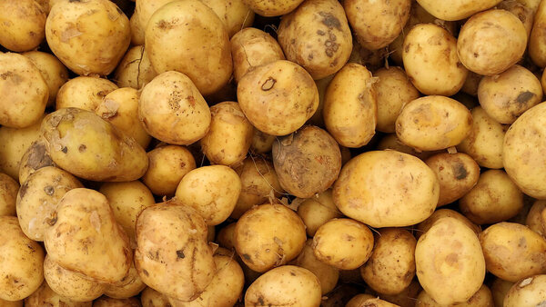 Young potatoes close-up top view, background from potatoes, unwashed dirty potatoes in a supermarket, potatoes for background