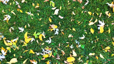 Yeşil çimenler üzerinde akçaağaç yaprakları, kırmızı ve sarı akçaağaç yaprakları ile sonbahar arkaplanı, yeşil çimenli arka planda metin için yer, yapraklar üst görünüm