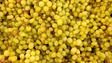 Üzüm hasadı üzümleri yakın plan, olgun üzümler, üzüm arkaplanı, arka plan yemekleri, metin için alan 