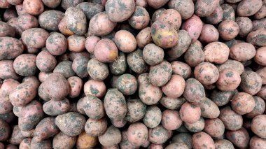 Patates üstü manzara, mor orta boy patates, çamurda patates yığını, sebze hasadı, yiyecek arka planı, yazı yazılacak yer. 