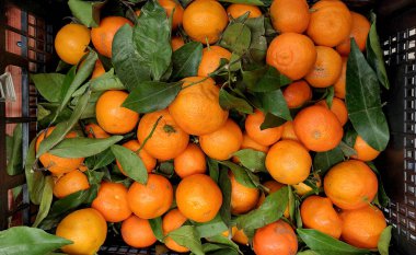 Bir kutuda mandalina, mandalina hasadı, turunçgiller, meyve yığını, pazarda mandalina, metin için yer. 