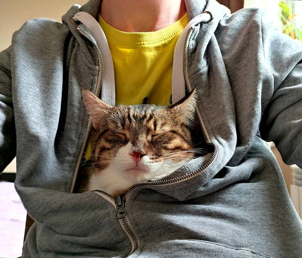 Chat Est Assis Dans Les Bras Homme Sweat Shirt Chat — Photo