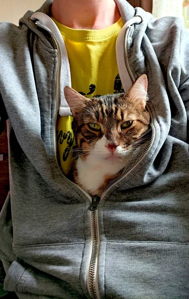 A cat is sitting in the arms of a man in a sweatshirt, a cat is basking in the arms of a young man, a cozy cat in a hoodie, a cat is squinting and warming itself