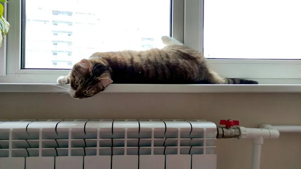 Cat Lies Window Heating Radiator City Apartment View Cat Window — Stock Photo, Image