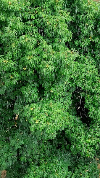 Sommerdusche Vor Dem Hintergrund Von Bäumen Grün Regen Sommerregen Park — Stockfoto