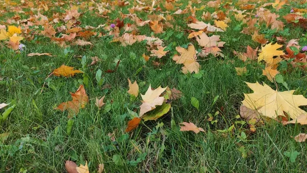 Fundo Outono Com Folhas Bordo Grama Verde Folhas Bordo Vermelhas — Fotografia de Stock