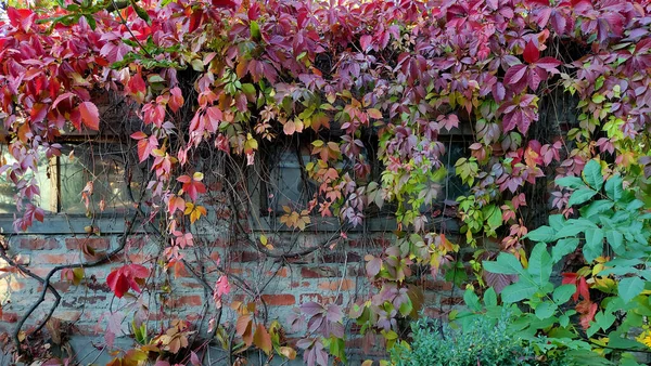 Helle Herbstblätter Baum Rote Und Gelbe Sträucher Nahaufnahme Platz Für — Stockfoto