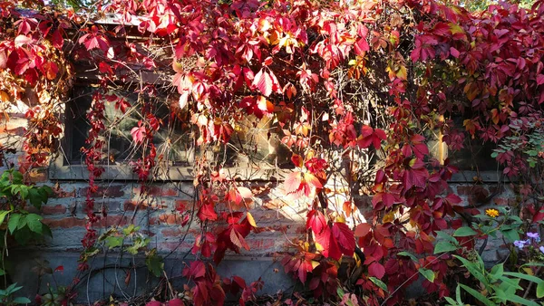 Jasna Jesień Liście Drzewie Czerwone Żółte Krzewy Zbliżenie Miejsce Tekst — Zdjęcie stockowe