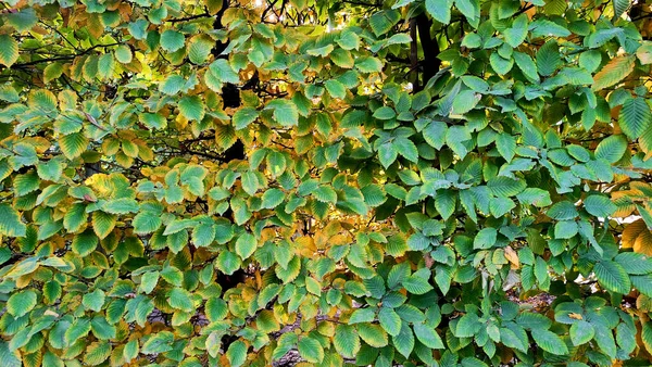 Folhas Outono Brilhantes Uma Árvore Arbustos Vermelhos Amarelos Close Lugar — Fotografia de Stock