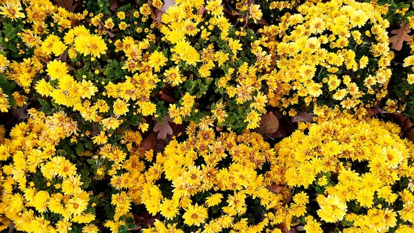 Floral background, flower bed with yellow flowers and sunbeams, summer city flower bed