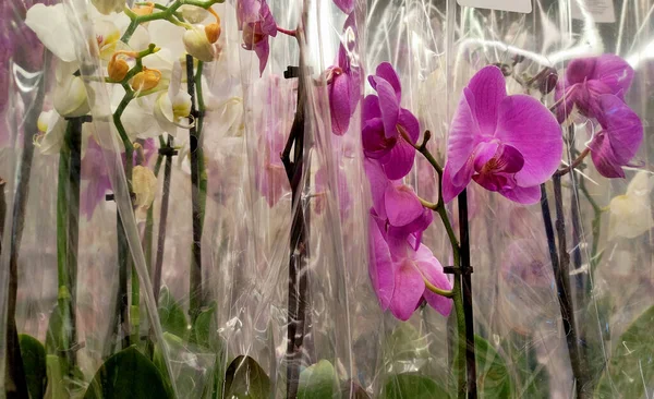 Flowers in the market in plastic packaging, orchids packed in a pot, purple and white flowers, flower packaging