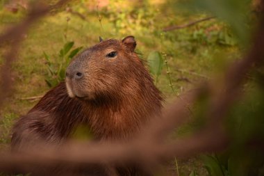 Arjantin, Buenos Aires 'teki Las Flores gölünde öğleden sonra güneşine bakan ıslak bir Capibara' nın portresi. Carpincho, Hydrochoerus hidrochaeris. 