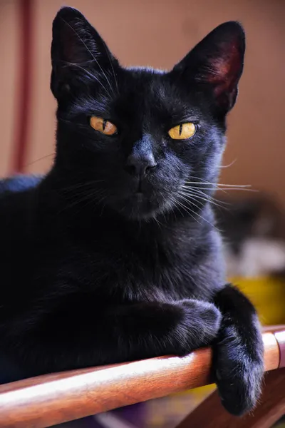 Gato Beatiful Preto Olhando Para Câmera Uma Cadeira Madeira Buenos — Fotografia de Stock