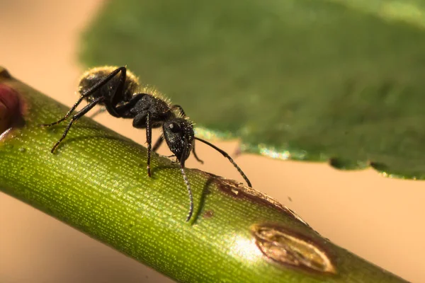 Ant standing in a green stick with a green leaf behind. Macro photography. Formicidae