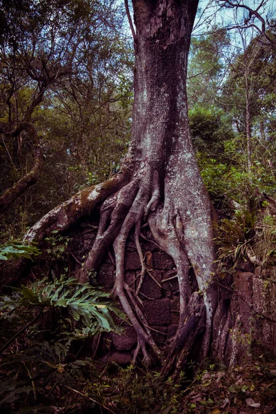 Raízes Uma Árvore Velha Que Cobre Uma Parede Antiga San — Fotografia de Stock