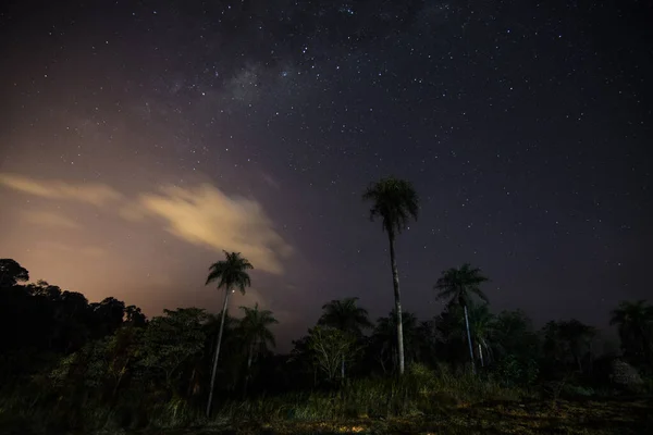 Trzy Palmy Nocy Niebem Niektóre Gwiazdy Chmury San Ignacio Misiones — Zdjęcie stockowe