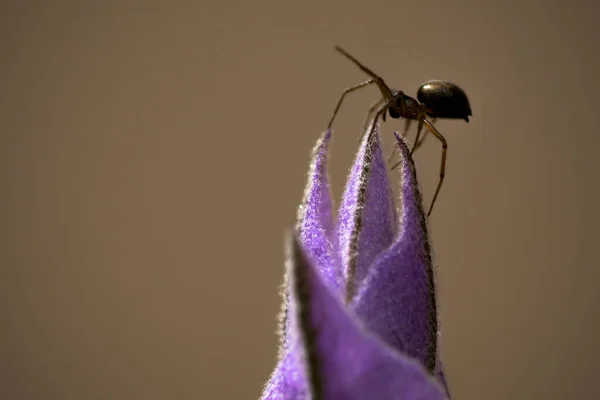 Close Macrofotografia Uma Pequena Aranha Araneae Sobre Uma Flor Lavanda — Fotografia de Stock