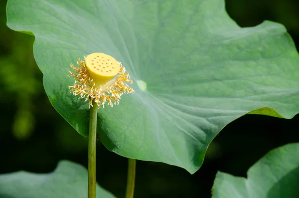 Geschlossene Frische Lotusblütenpollen Bereit Für Den Anbau Lotussamen Sein Über Stockbild