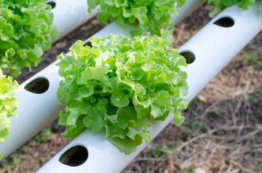 Kapalı lezzetli çilekli pasta ahududu soslu ve meyveli. Kafeteryadaki cam masada beyaz plastik kutuda turuncu pasta.