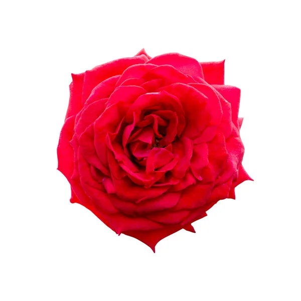 Ένα Όμορφο Φρέσκο Σκούρο Κόκκινο Τριαντάφυλλο Λουλούδι Απομονωμένο Λευκό Φόντο Φωτογραφία Αρχείου