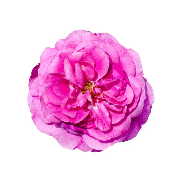 Ένα Όμορφο Φρέσκο Σκούρο Ροζ Τριαντάφυλλο Λουλούδι Που Απομονώνονται Λευκό Εικόνα Αρχείου