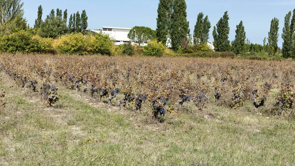 Abundancia Uvas Rojas Las Vides Los Arbustos Cotes Rhone — Foto de Stock