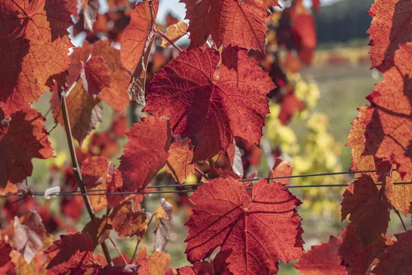 Bright Red Autumnal Vine Leaf Glowing Autumn Sunshine — Stock Photo, Image