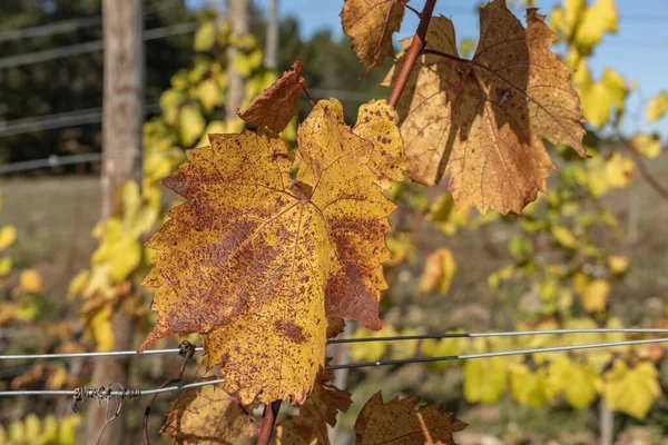 Vinblad Färg Ändra Bourgogne Till Gyllene Brun Och Gul Glöd — Stockfoto