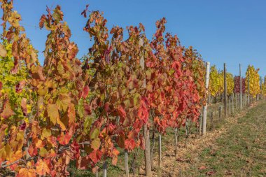 Üzüm bağındaki kablolara bağlı sarmaşık dalları açık mavi sonbahar gökyüzüne karşı