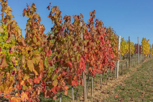 Vinrankor Fästs Trådar Vingård Mot Klar Bleu Hösthimmel — Stockfoto