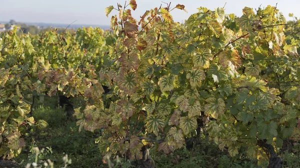 Chardonnay Vinstockar Ändrar Färg Hösten — Stockfoto