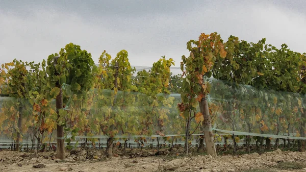 Vinhas Com Rede Topo Uma Encosta Barolo — Fotografia de Stock