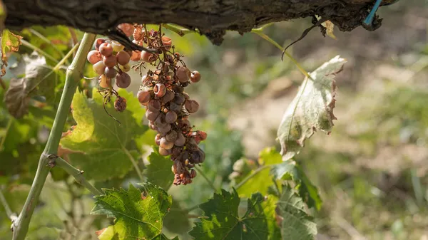 Raison Ratatinée Comme Raisin Blanc Dans Vignoble — Photo