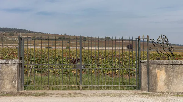 Осінні Виноградники Залізними Воротами Бургундії — стокове фото