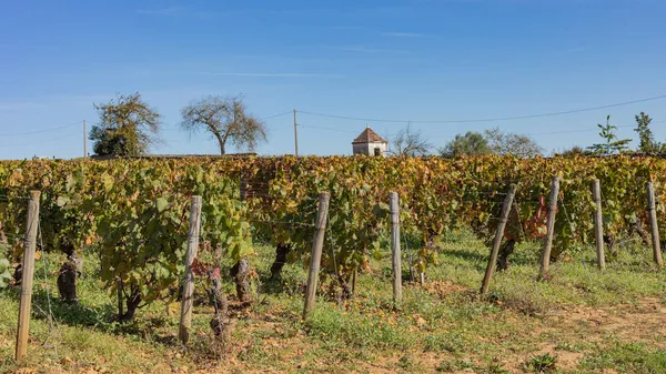 Viñedos Otoño Borgoña Grandes Vinos — Foto de Stock