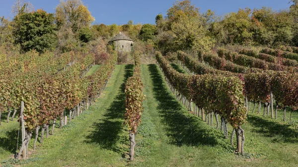 Viñedos Otoño Mirando Hacia Arriba Una Pequeña Casa — Foto de Stock