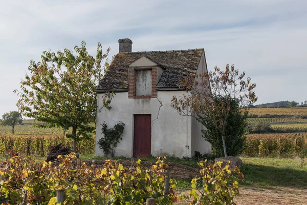 Schuur Herfst Wijnstokken Van Bourgondië — Stockfoto
