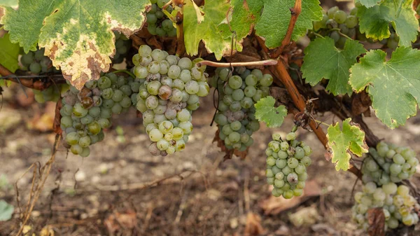 采收前关闭白色葡萄 仍在卢瓦尔河谷的葡萄藤上 — 图库照片