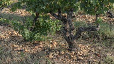 old gnarled wood of a Grenache bush vine in the vineyards with large stones making up the soil clipart