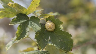 Sarı salyangoz kabuğu, üzüm bağındaki yeşil bir yaprağın üzerine kapanıp yaprakları üzüm bağı gibi yiyor.