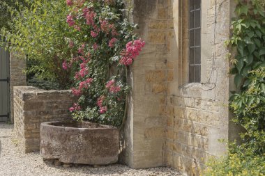 Cornerstone water butt in front of climbing dog roses